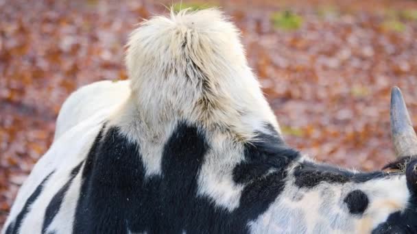 Nahaufnahme Von Zebu Kuh Herbst — Stockvideo