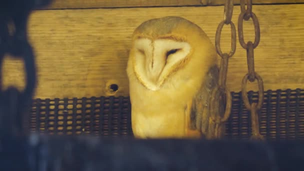 Close Barn Owl Barn — Stock Video