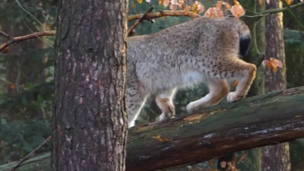 Κοντινό Πλάνο Του Lynx Στο Δάσος Μια Ηλιόλουστη Μέρα Φθινόπωρο — Αρχείο Βίντεο