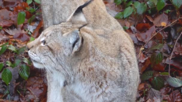 Primer Plano Lynx Bosque Día Soleado Otoño — Vídeos de Stock