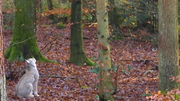 Gros plan de Lynx dans les bois, par une journée ensoleillée en automne