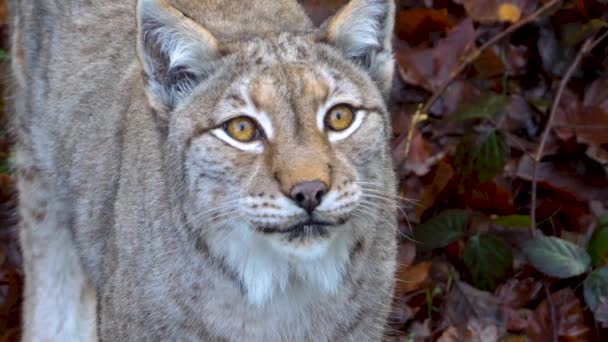 Lynx Skogen Solig Dag Hösten — Stockvideo