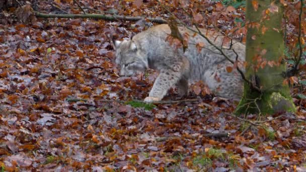 Lynx Lese Slunečného Dne Podzim — Stock video