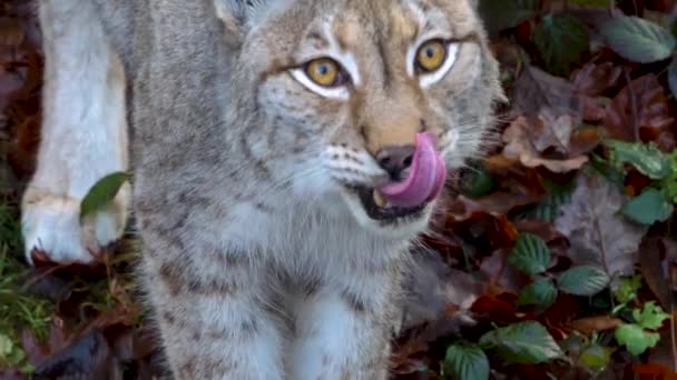 Lynx Skogen Solig Dag Hösten — Stockvideo