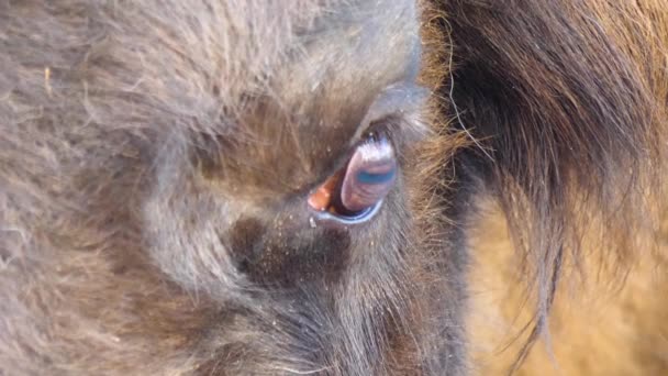 Close Wisent Bison Head Eye — Stock Video