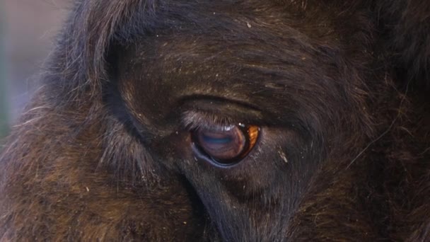Primo Piano Saggia Testa Occhi Bisonte — Video Stock