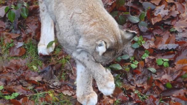 Lynx Lesie Słoneczny Dzień Jesienią — Wideo stockowe