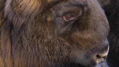 Bilge bizonun kafasını ve gözünü kapat. 