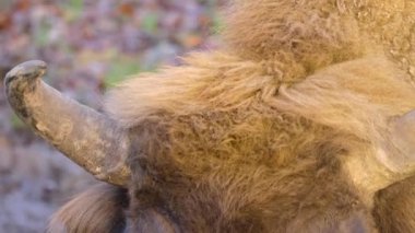Bilge bizonun kafasını ve gözünü kapat. 