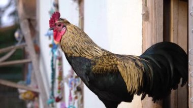 Sonbaharın güneşli bir gününde horozu kapat