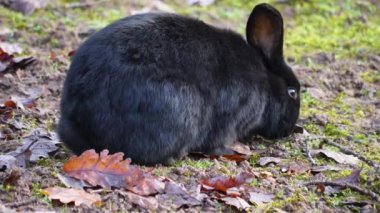 Sonbaharda güneşli bir günde, yerde siyah bir tavşanın yakın teması