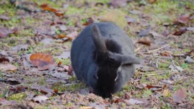 Sonbaharda güneşli bir günde, yerde siyah bir tavşanın yakın teması