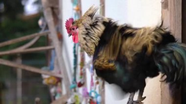 Sonbaharın güneşli bir gününde horozu kapat