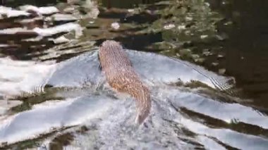 Sonbaharda güneşli bir günde susamurunu kapat.