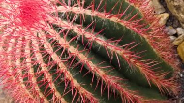 Kaktüsü aşağı doğru eğ..