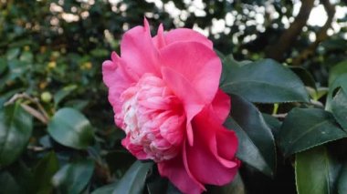 Kırmızı ve pembe çiçeğe yaklaş