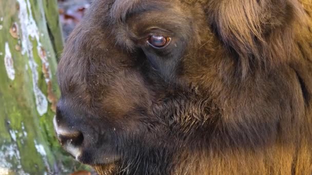 Gros Plan Tête Des Yeux Bison — Video