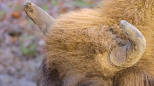 Närbild Kloka Bisonhuvud Och Öga — Stockvideo