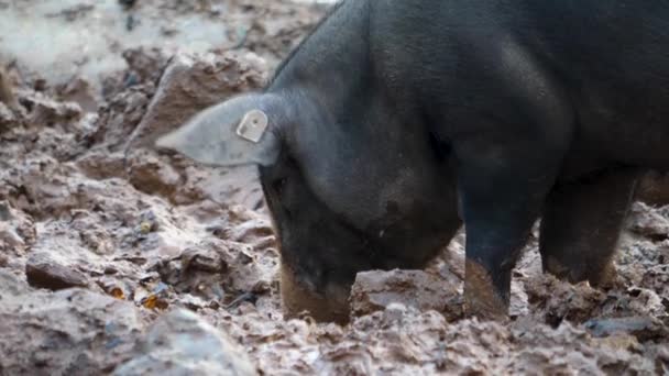 Sluiten Van Een Varken Huisdieren — Stockvideo