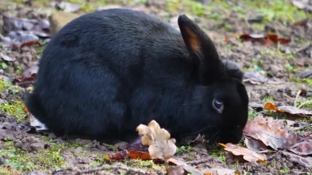 Primer Plano Conejo Negro — Vídeos de Stock