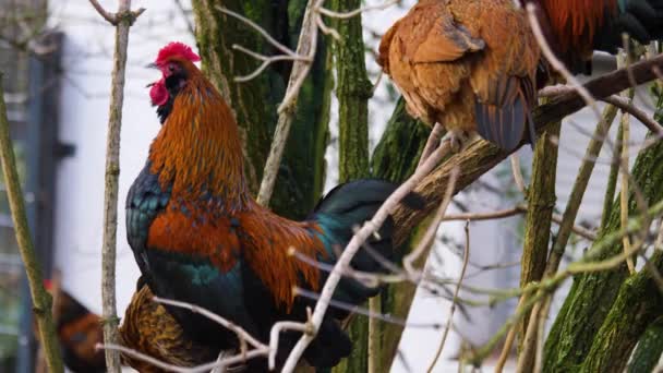 Primer Plano Pollo Gallo Una Rama Día Soleado Otoño — Vídeos de Stock