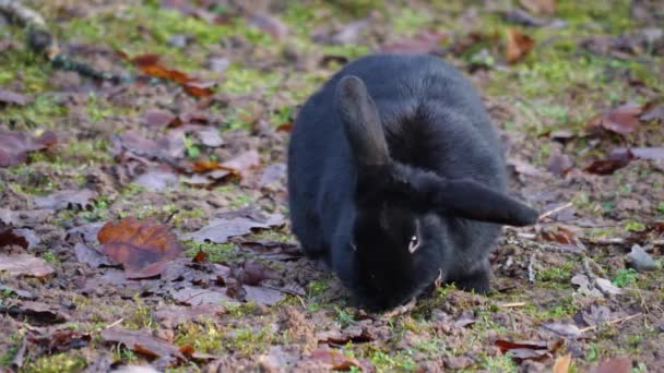 Primer Plano Conejo Negro Suelo Día Soleado Otoño — Vídeos de Stock