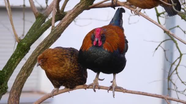 Großaufnahme Von Huhn Und Hahn Auf Einem Ast Einem Sonnigen — Stockvideo