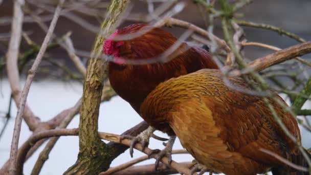 Sonbaharın Güneşli Bir Gününde Bir Dalda Tavuk Horoza Yakın Olmak — Stok video