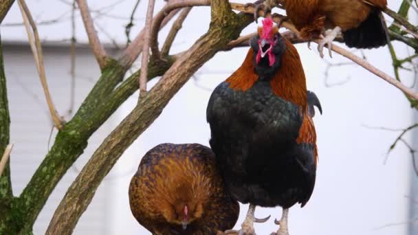 Sonbaharın Güneşli Bir Gününde Bir Dalda Tavuk Horoza Yakın Olmak — Stok video
