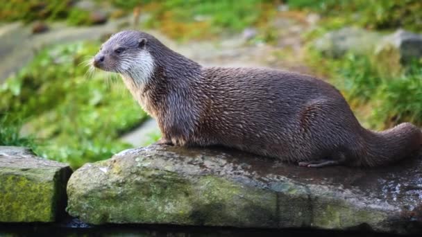 Primer Plano Nutria Día Soleado Otoño — Vídeos de Stock