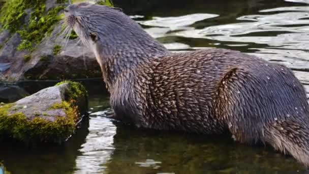 Primo Piano Della Lontra Una Giornata Sole Autunno — Video Stock