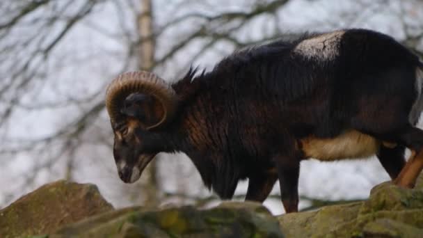 Gros plan de trois mouflons mâles gros moutons de corne par une journée ensoleillée en automne