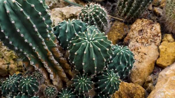 Primer Plano Cactus Con Pan Derecha — Vídeo de stock