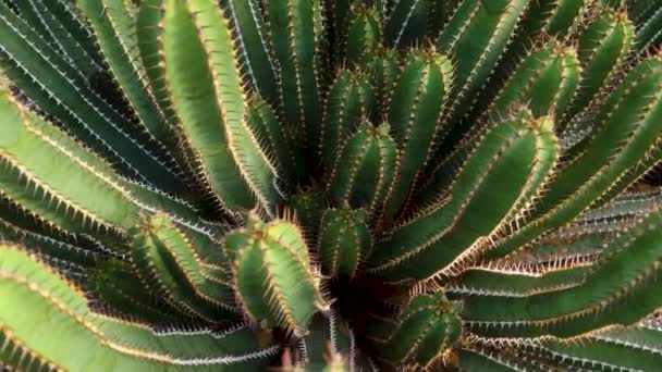 Primer Plano Cactus Desierto — Vídeos de Stock