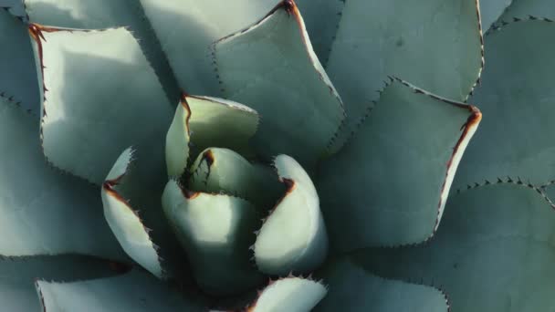 Gros Plan Cactus Dans Désert — Video