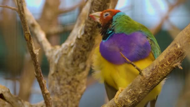 Primer Plano Macho Gouldian Finch Bird — Vídeo de stock