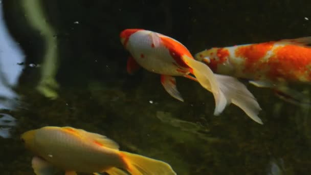 Koi Teich Mit Bunten Fischen Schwimmt Herum — Stockvideo