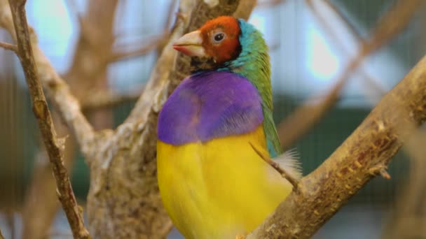 Κοντινό Πλάνο Του Αρσενικού Gouldian Finch Bird — Αρχείο Βίντεο