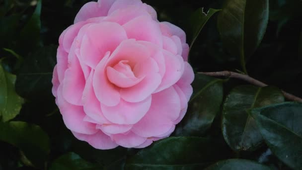 Gros plan de fleur rouge et rose