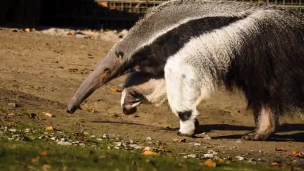 Dekat Dari Anteater Berjalan Sekitar Pada Hari Yang Cerah — Stok Video
