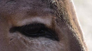 Close up of Somali wild ass donkey 