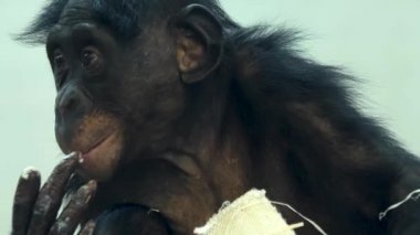 Bonobo 'nun yemek yemesine ve etrafa bakınmasına yakından bakın.