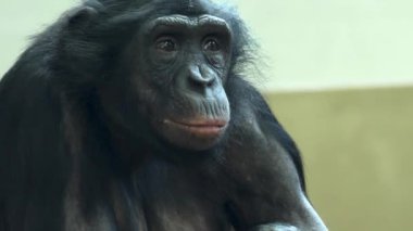 Bonobo 'nun yemek yemesine ve etrafa bakınmasına yakından bakın.