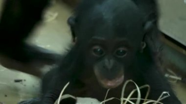 Bonobo 'nun yemek yemesine ve etrafa bakınmasına yakından bakın.