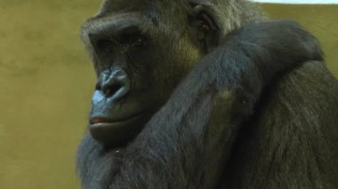 Goril yüzünü kapat ve etrafına bak. 