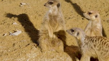 Güneşli bir günde tatlı yerken etrafa bakan iki mirkete yakın durun..