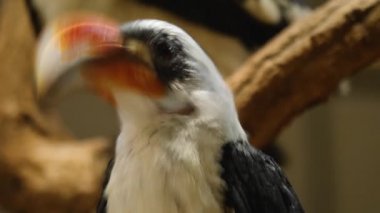 Toko kuşu Von der Deckens 'a yaklaş