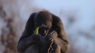 Güneşli bir günde oturan örümcek maymunu