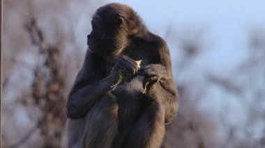 Güneşli bir günde oturan örümcek maymunu