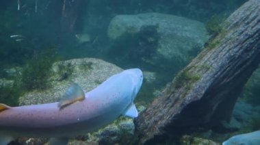 Suyun altında yüzen bir grup alabalığın etrafını çevirin. 